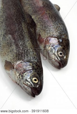 Fresh Rainbow Trout Salmo Gairdneri Against White Background