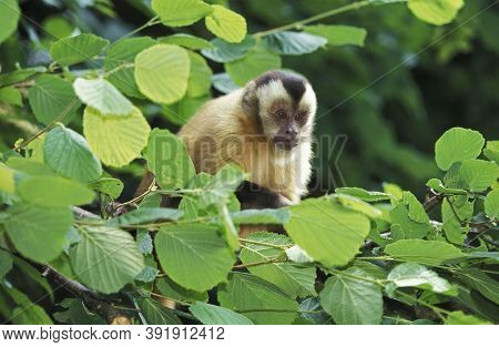 Black Capped Capuchin Cebus Apella In A Tree Against Green Foliage