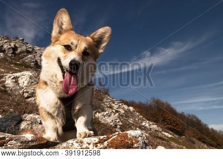 One Pembroke Welsh Corgi Looks At The Camera From The Mountain While Hiking In The Mountains