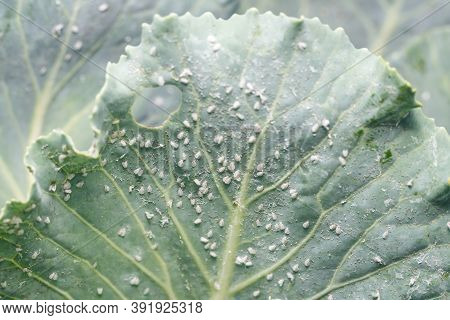 Whitefly Aleyrodes Proletella Agricultural Pest On Cabbage Leaf.