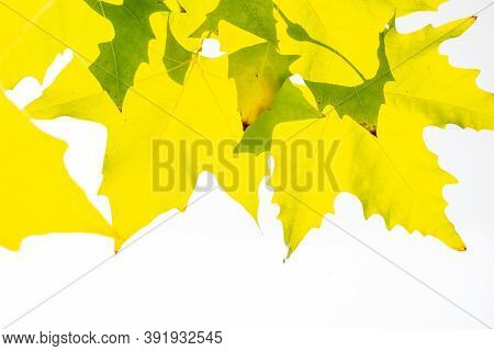 Green Color Plane Tree Leaves Isolated On White Background. Platanus Orientalis, Old World Sycamore,