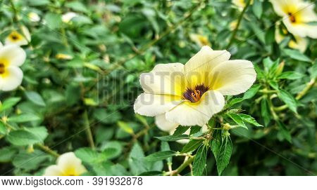 Turnera Ulmifolia Is A Species Of Flowering Plant Of The Genus Eight O'clock Flower (turnera). This 
