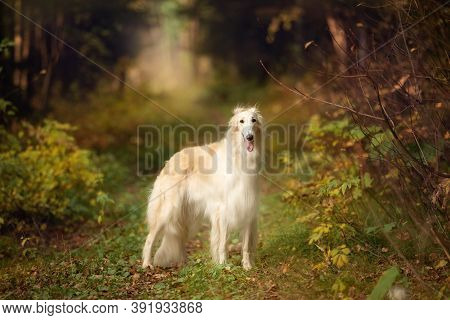 Adorable Russian Borzoi Dog Standing In The Bright Fall Forest. Beautiful Dog Breed Russian Wolfhoun