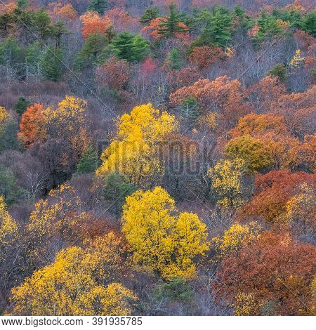 Vibrant Autumn Colors In The Shawangunk Mountains In Ulster County New York.