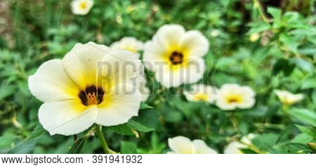Turnera Ulmifolia Is A Species Of Flowering Plant Of The Genus Eight O'clock Flower (turnera). This 