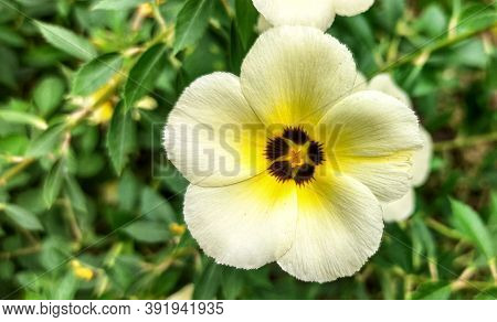 Turnera Ulmifolia Is A Species Of Flowering Plant Of The Genus Eight O'clock Flower (turnera). This 