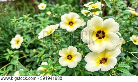 Turnera Ulmifolia Is A Species Of Flowering Plant Of The Genus Eight O'clock Flower (turnera). This 