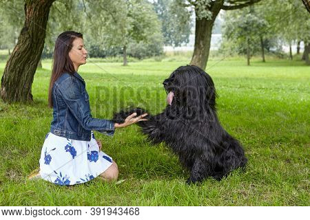 Briard Gives Paw To Woman In Public Park.