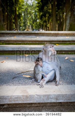 monkey at monkey forest