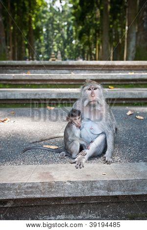 monkey at monkey forest