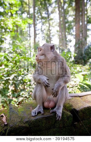 monkey at monkey forest