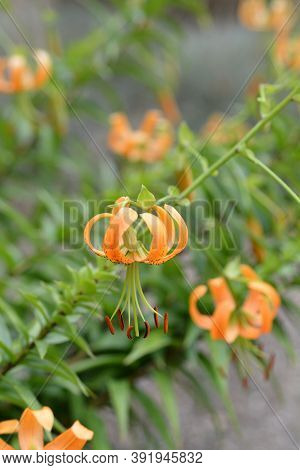 Henrys Lily - Latin Name - Lilium Henryi