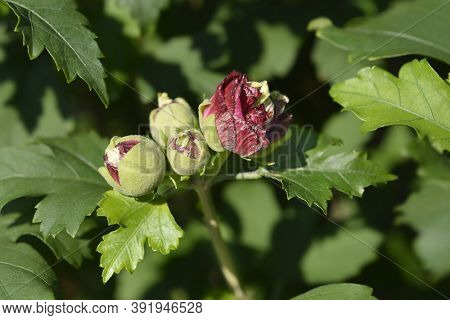 Rose Of Sharon Duc De Brabant Flower Buds - Latin Name - Hibiscus Syriacus Duc De Brabant