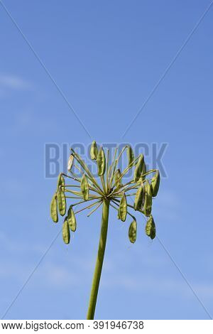 African Lily Seed Pods - Latin Name - Agapanthus Africanus