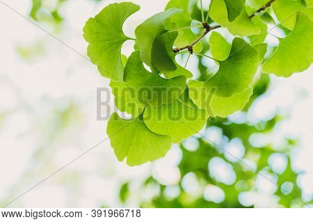Close-up Brightly Wet Green Leaves Of Ginkgo Tree (ginkgo Biloba), Known As Ginkgo Or Gingko In Soft