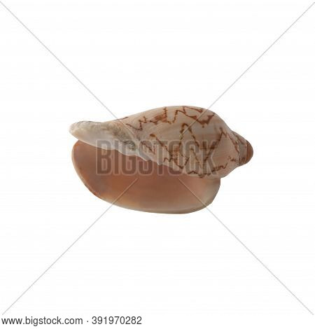 Seashell Isolated On White Background. Side View.