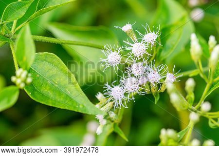 Ageratum Conyzoides Flower With Blurred Green Leaf In Rural Area, Selective Focus Blossom, Macro