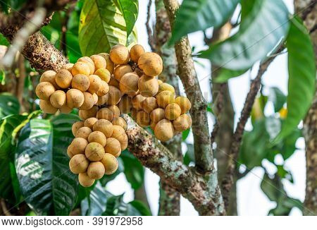 Lasium Demesticum, (name Thai Longkong) On Tree Blurred Background, Macro
