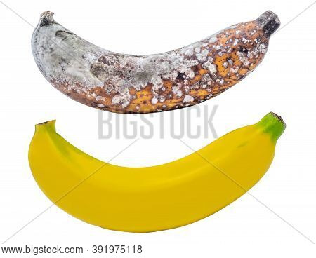 Rootten Banana Isolated On White Background, Clipping Path