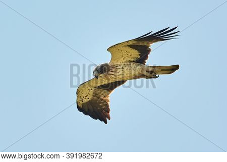 The Booted Eagle in flight (Aquila pennata)