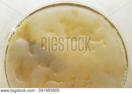 Close-up Fresh Scoby (symbiotic Culture Of Bacteria And Yeast) Kombucha Image