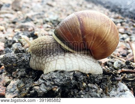 Small Garden Snail In Shell Crawling On Wet Road, Slug Hurry Home. Snail Slug Consist Of Edible Tast