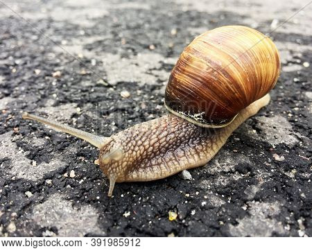 Small Garden Snail In Shell Crawling On Wet Road, Slug Hurry Home. Snail Slug Consist Of Edible Tast