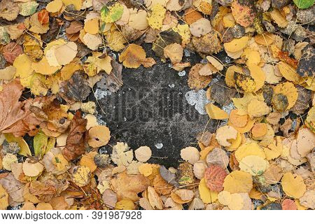 Fallen Leaves On The Concrete Pavement. In Autumn