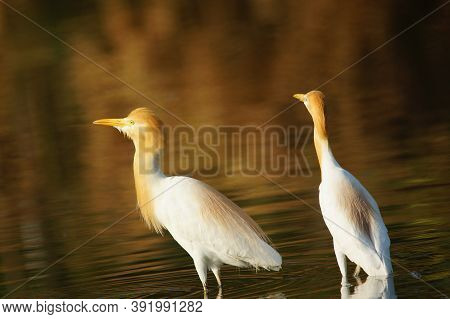 Cattle Egret Are In The Lake Or River