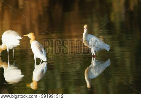 Cattle Egret Are In The Lake Or River
