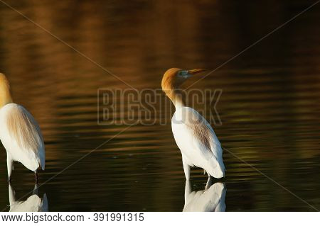 Cattle Egret Are In The Lake Or River