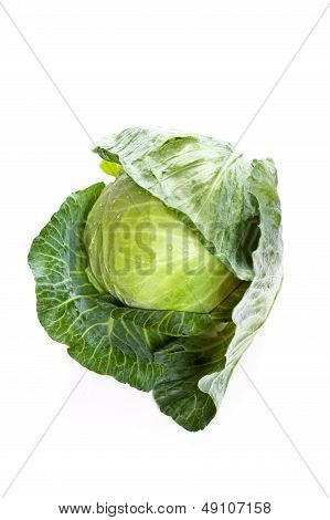 Cabbage