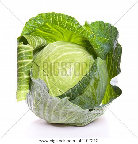 Cabbage
