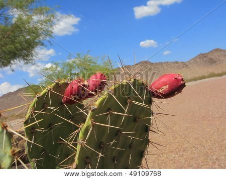 Prickly Pear Cactus Fruits