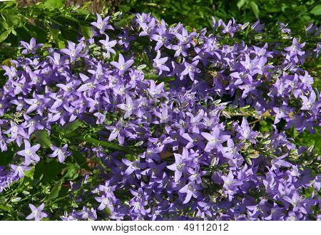 Campanula pyramidalis