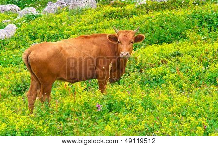 Brown Cow Farm Animal On Alpine Green Valley With Flowers Ecology Clear Agriculture Concept