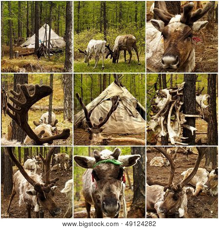 Reindeers In The Forest In Mongolia