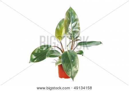 Potted
