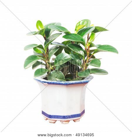 Potted