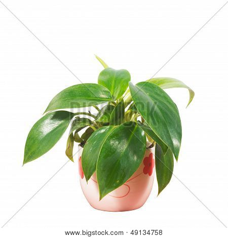 Potted