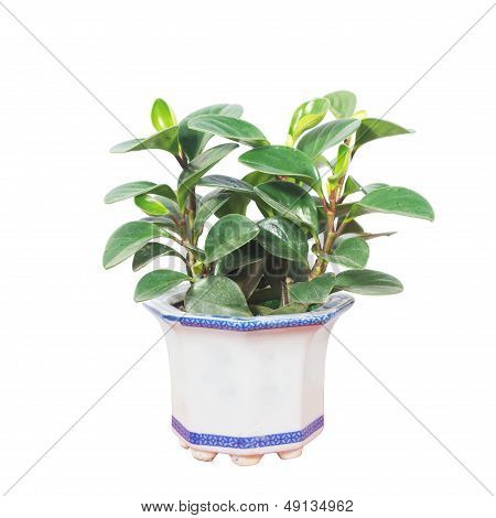 Potted
