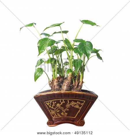 Potted