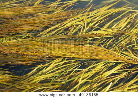 Alghe nel fiume