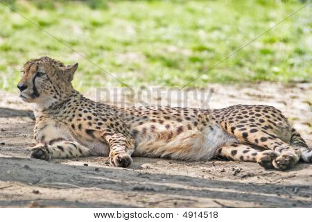 Cheetah
