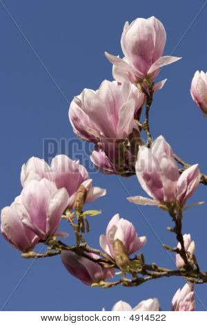 Magnolia