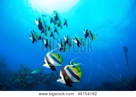Schooling Coachmen and Scuba diver