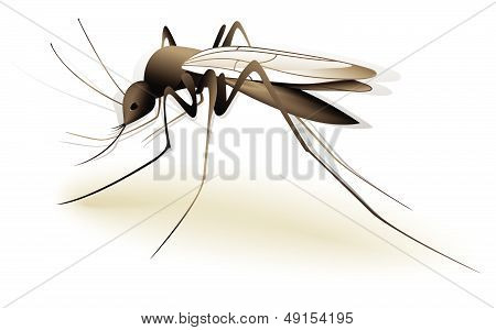 Mosquito
