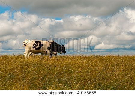 Cows On The Feldberg In Germany Black Forest.