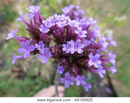Verbena Bonariensis Close-Up