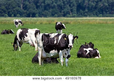Cows